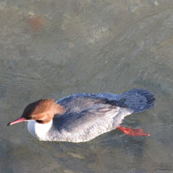 Harles et cormorans
